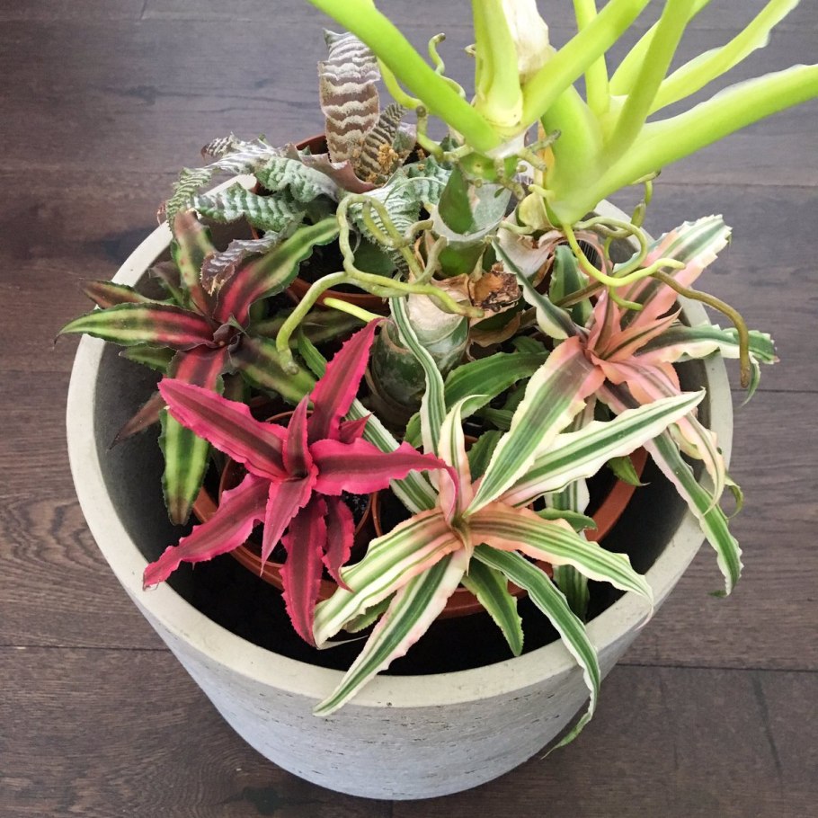 Криптантус двуполосый