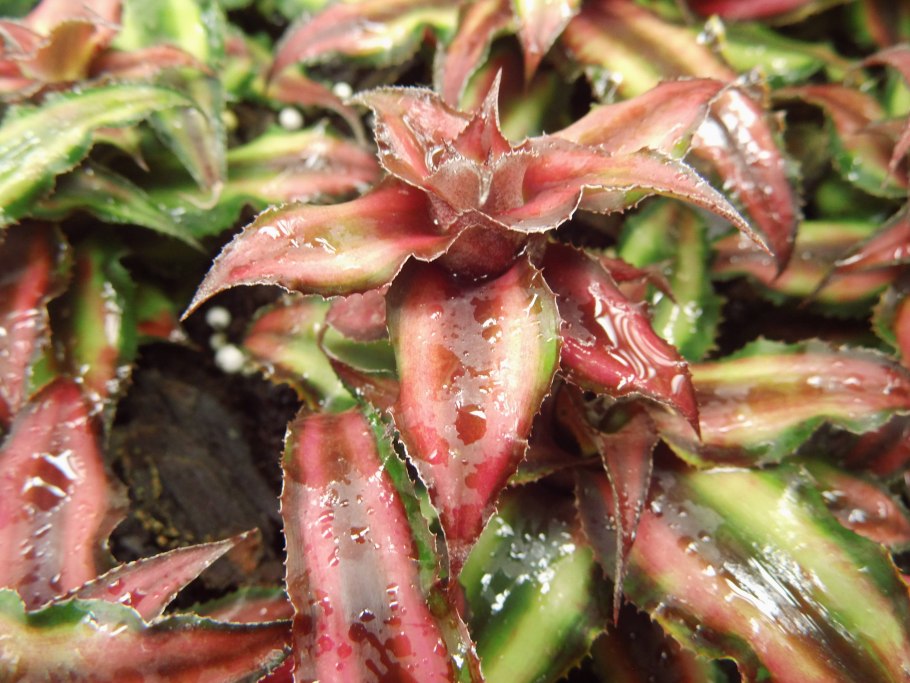 Криптантус фукус