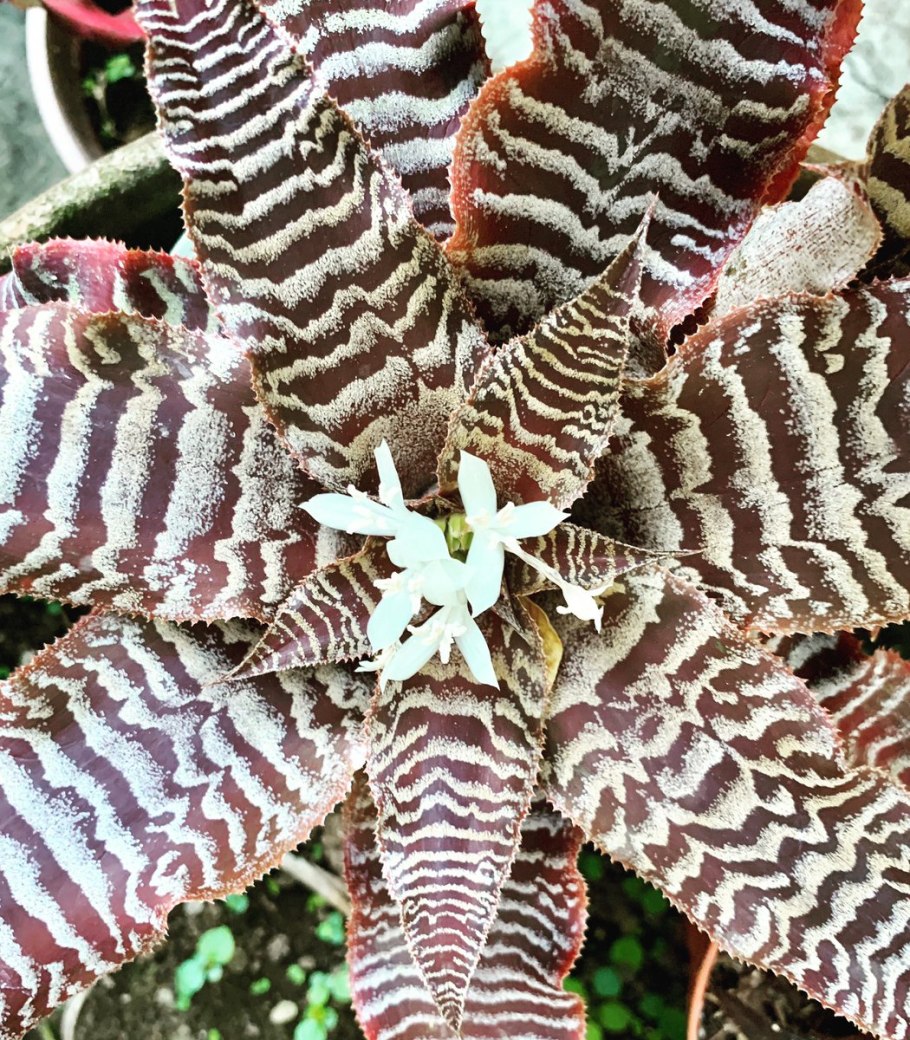 Криптантус поперечно-полосатый