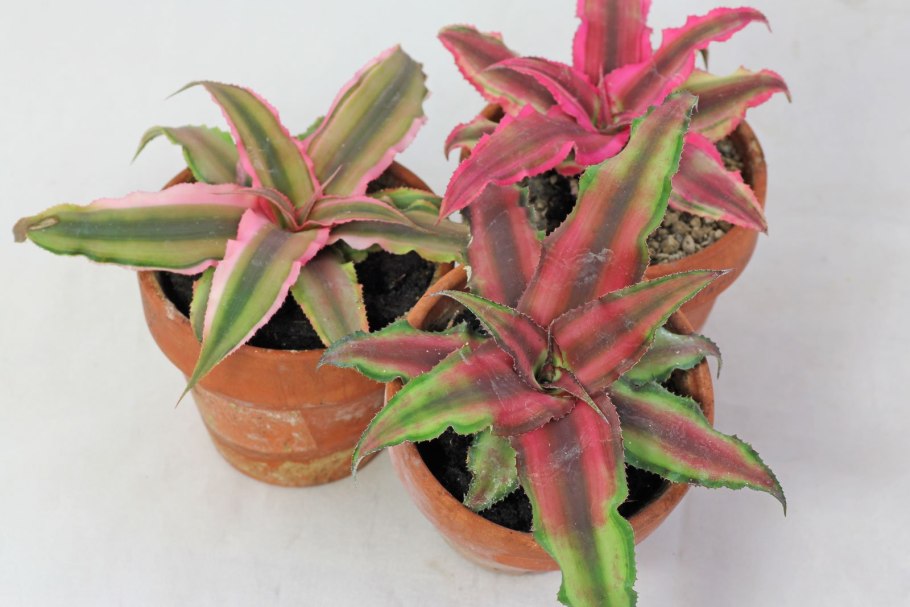 Криптантус бивиттатус