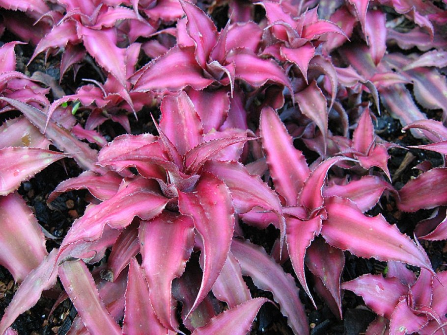 Криптантус Фостера