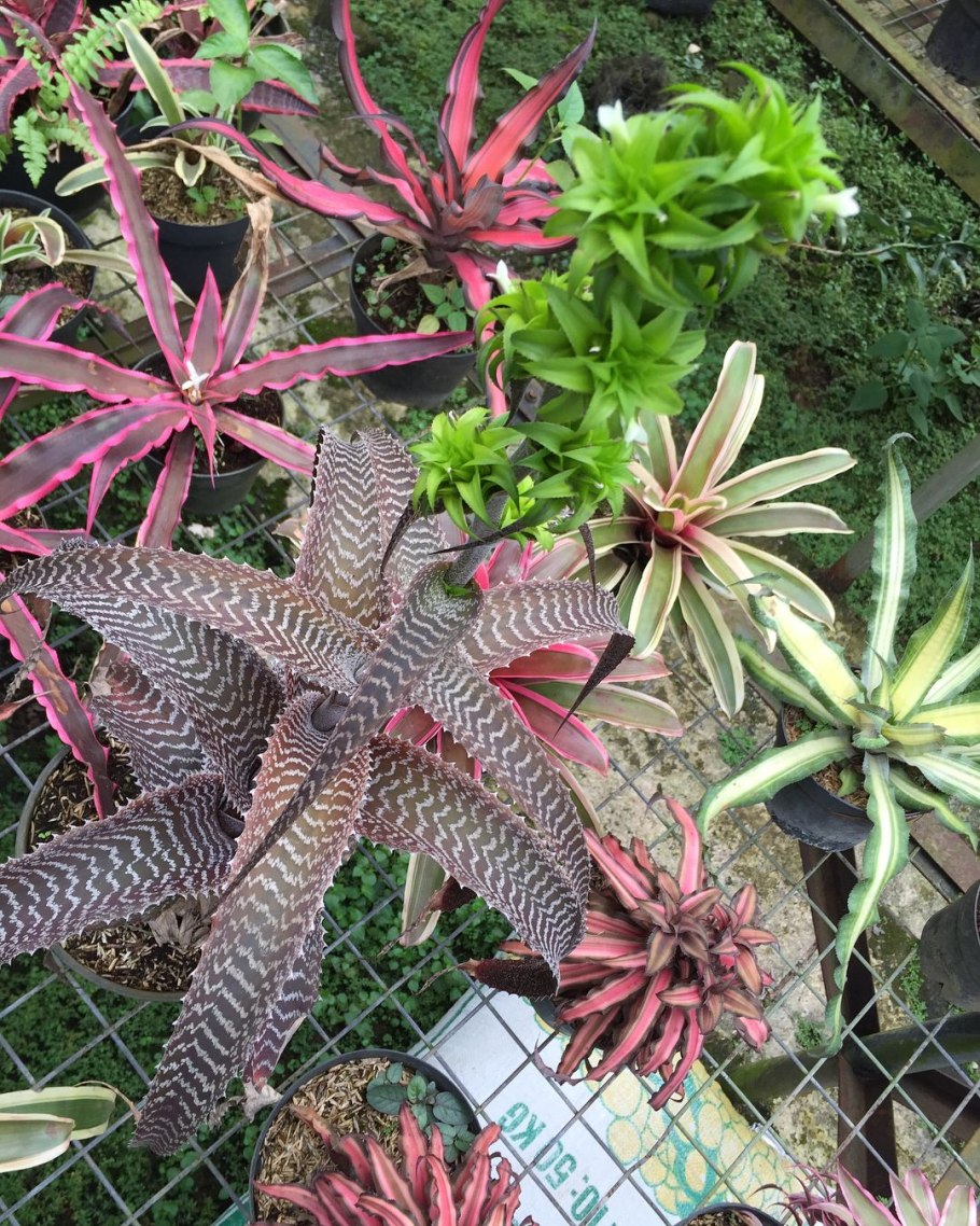 Криптантус поперечно-полосатый