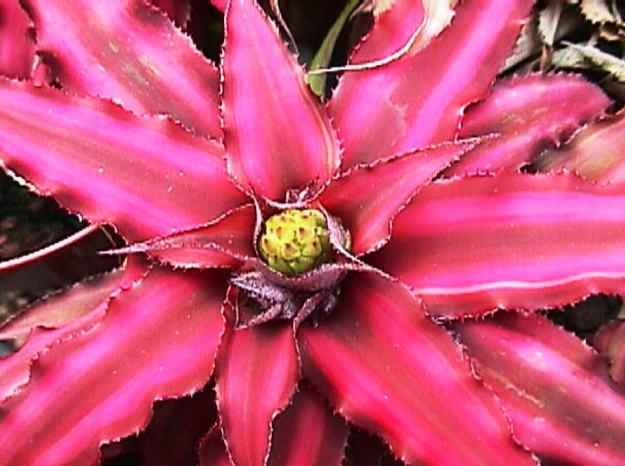 Криптантус бромелиевидный