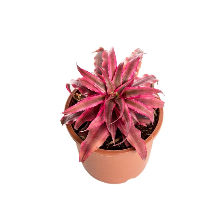 Бромелия криптантус