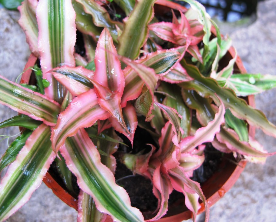 Криптантус бивиттатус