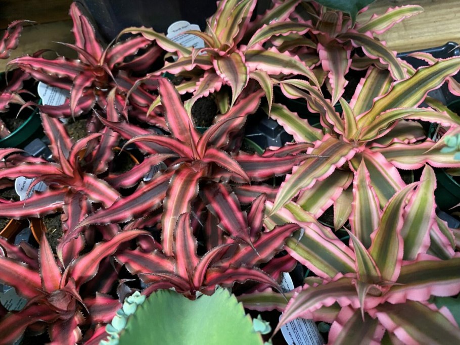 Криптантус двуполосый