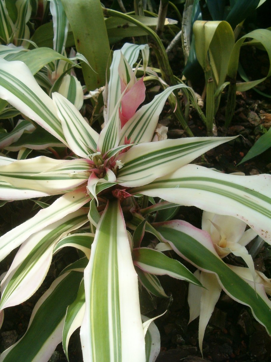 Криптантус двуполосый