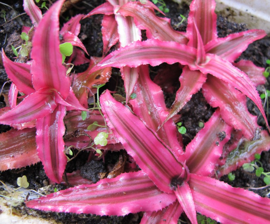 Криптантус двуполосый