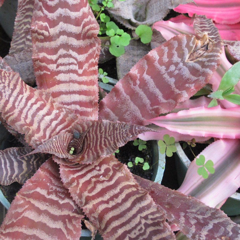 Криптантус поперечно-полосатый