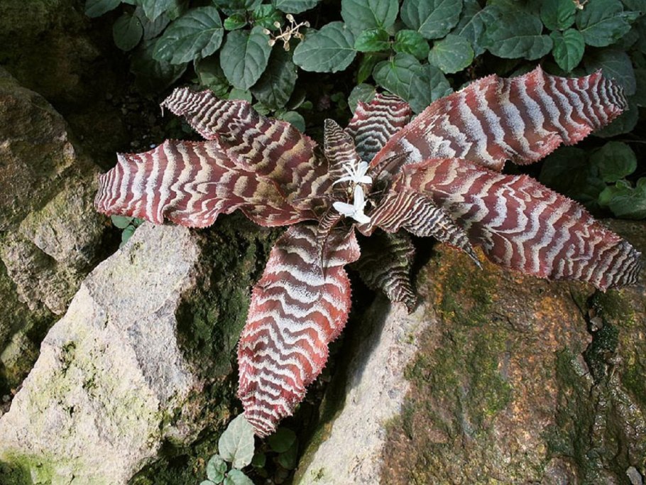 Криптантус бромелиевидный