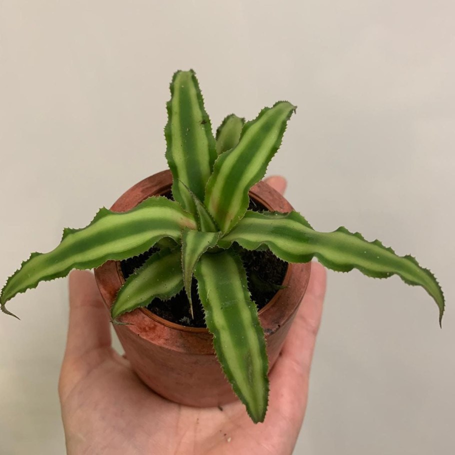 Криптантус бромелиевидный