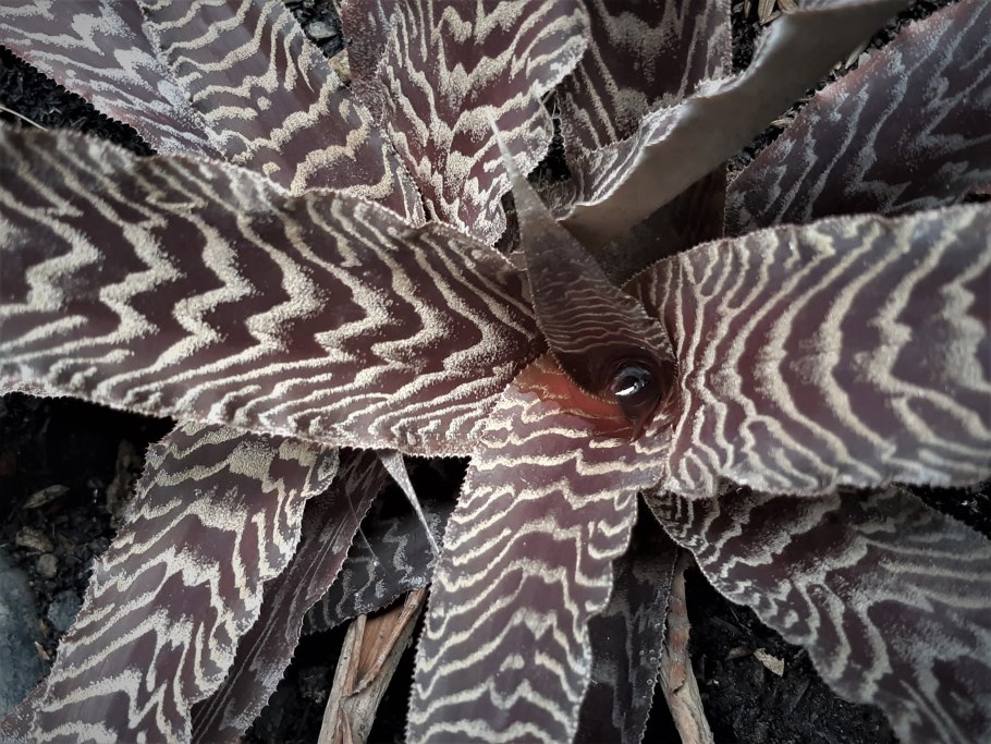 Криптантус Фостера