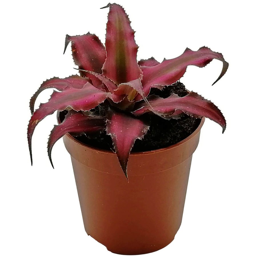 Cryptanthus bivittatus Red
