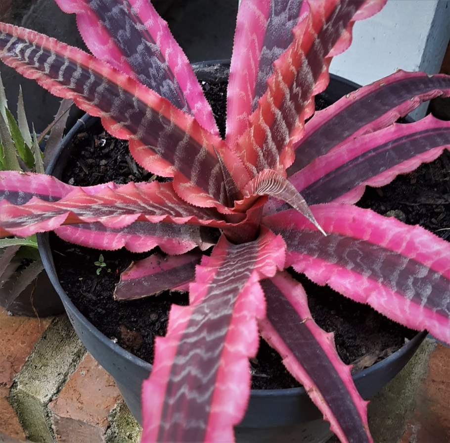 Криптантус полосатый цветение