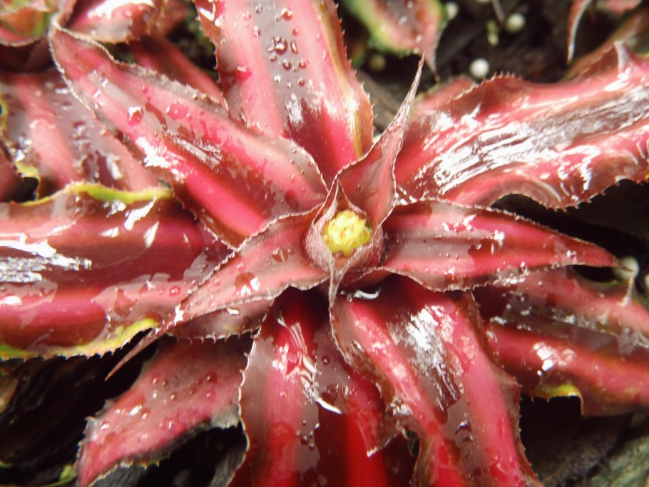 Криптантус bivittatus