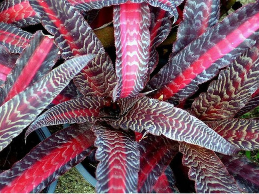 Бромелия криптантус