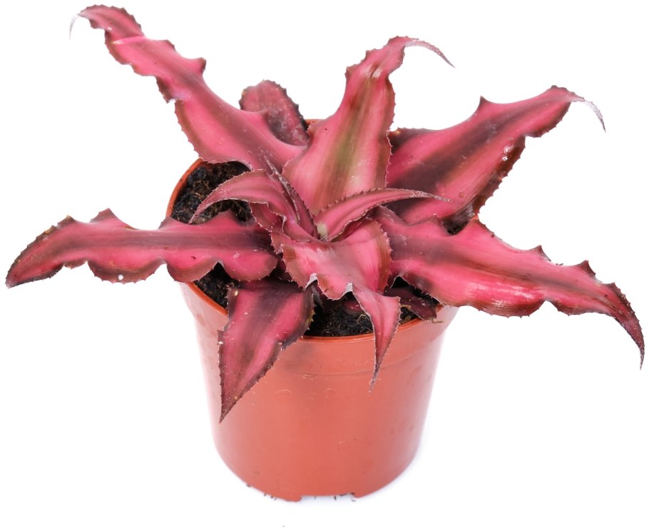 Криптантус ред Стар