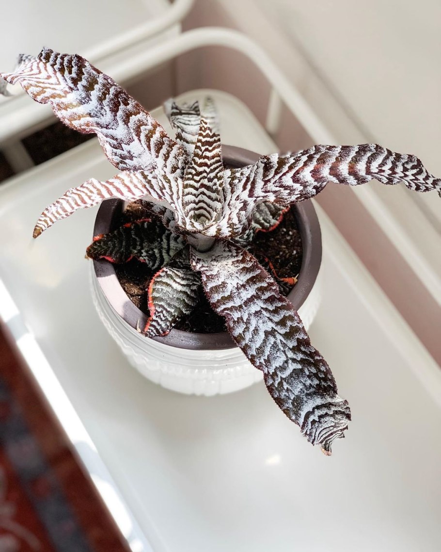 Криптантус поперечно-полосатый