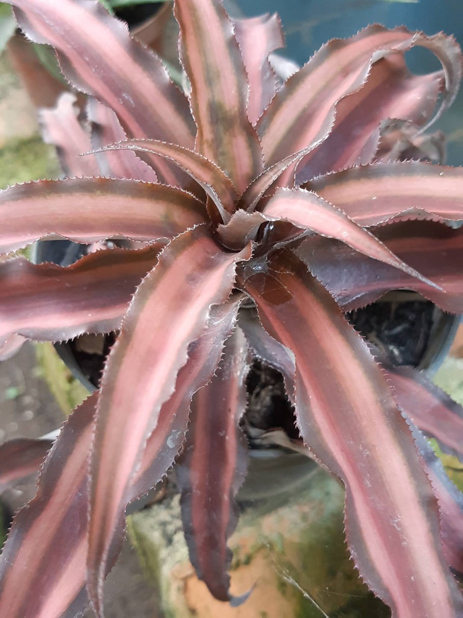 Бромелия криптантус