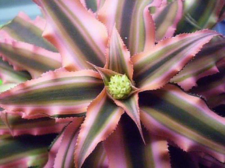 Криптантус двуполосый