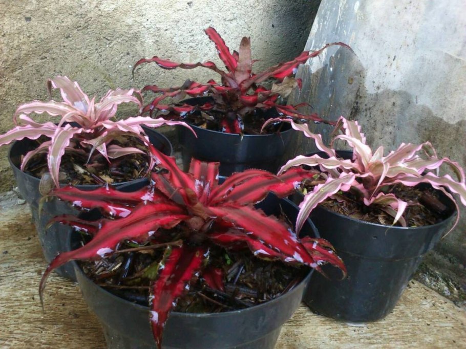 Криптантус Пинк Старлайт