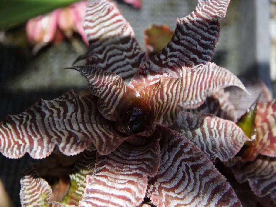 Криптантус двуполосый