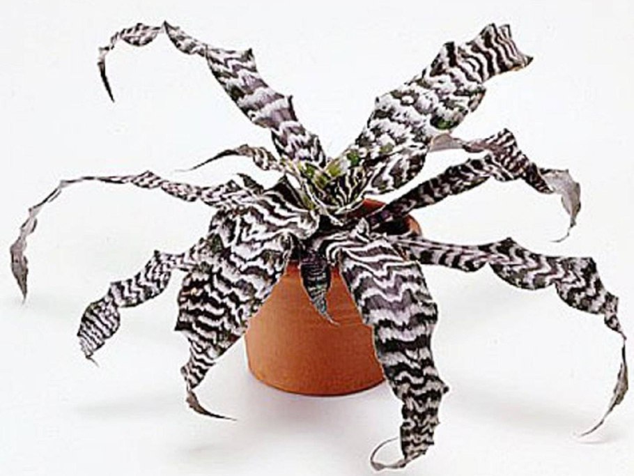 Криптантус колючками по листу