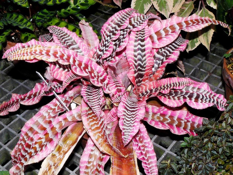 Бромелия криптантус