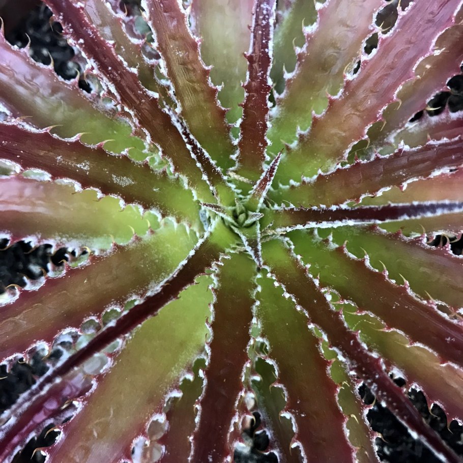 Криптантус Рубин Стар