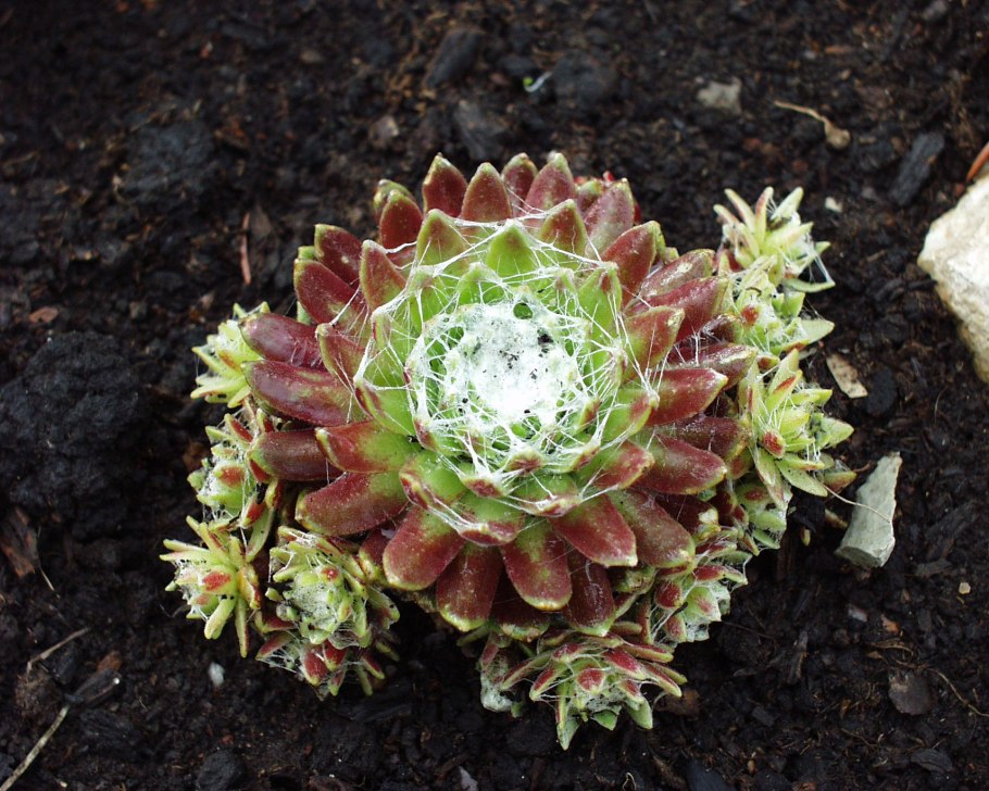 Молодило паутинистое Cameleon