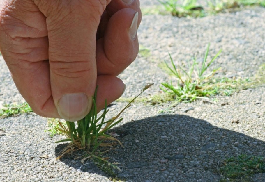 Неубиваемые сорняки