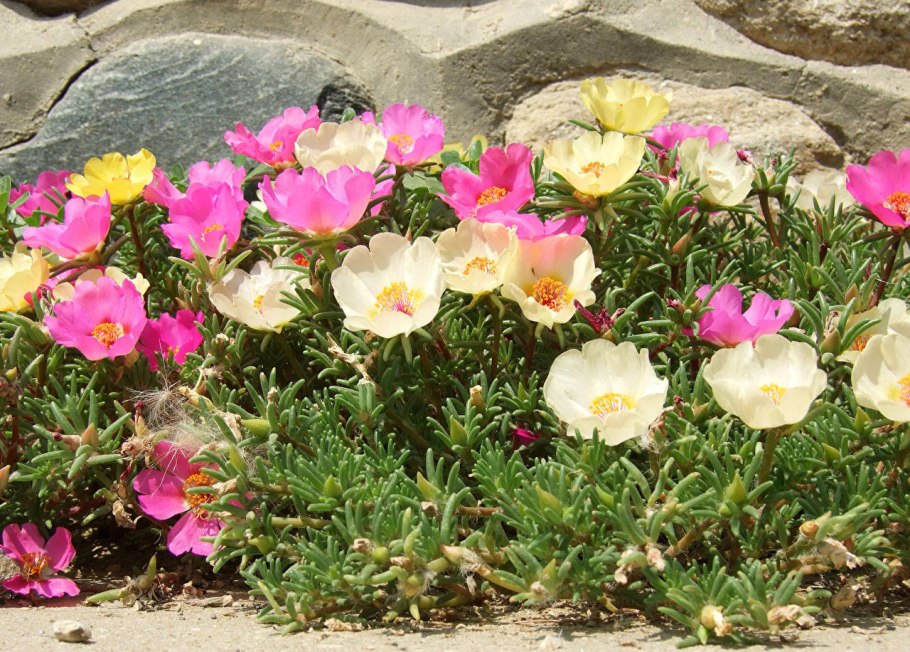 Портулак цветы