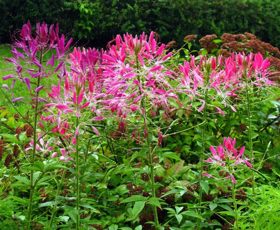 Цветы клеома розовые