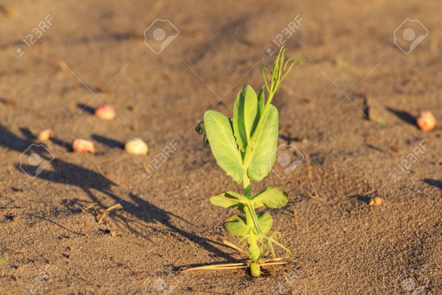 Овощи на песчаной почве