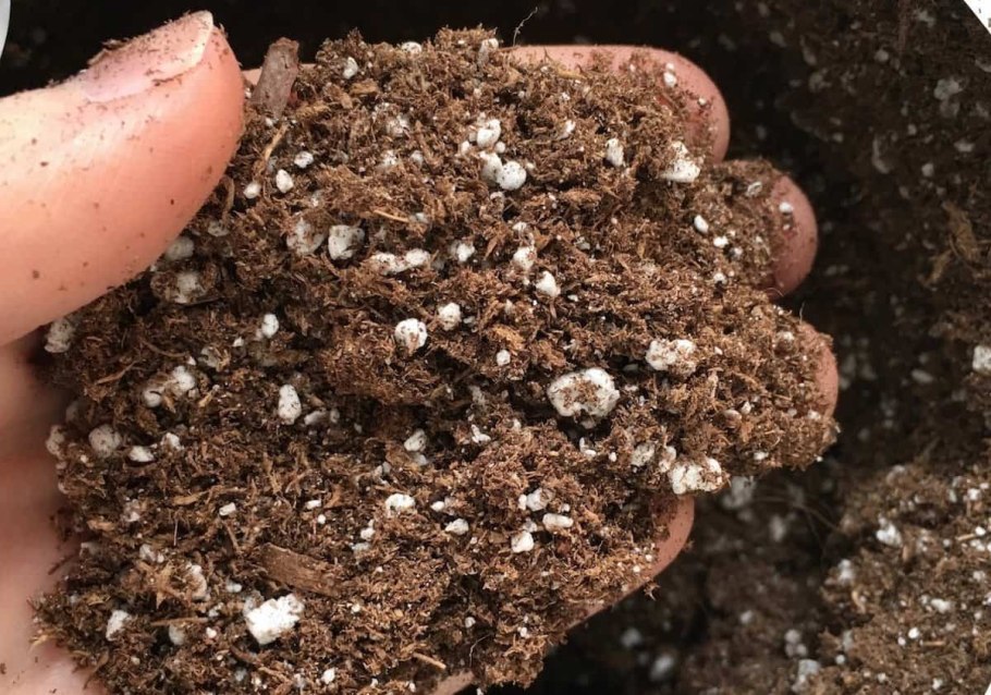 Семена в перлите