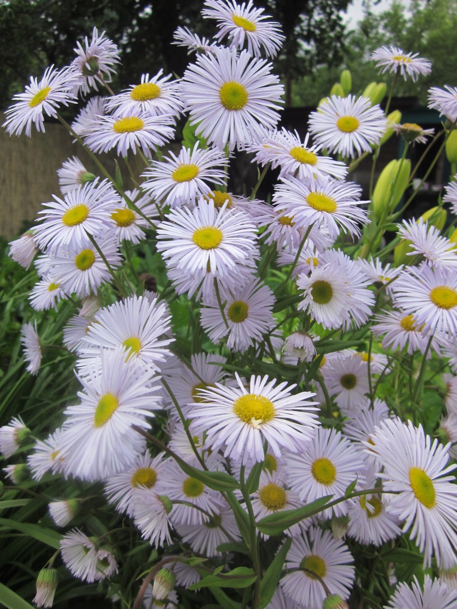 Нивяник Аляска