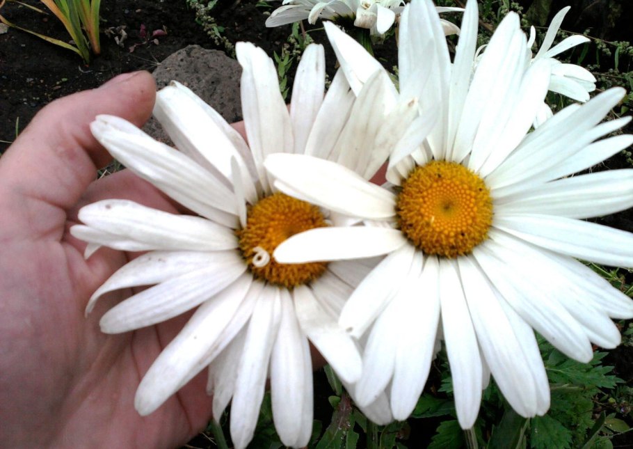 Нивяник аляска многолетник