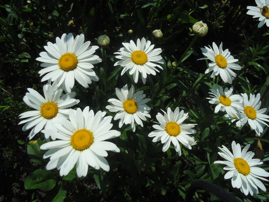 Леукантемум Аляска