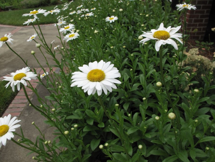 Нивяник брайтсайд