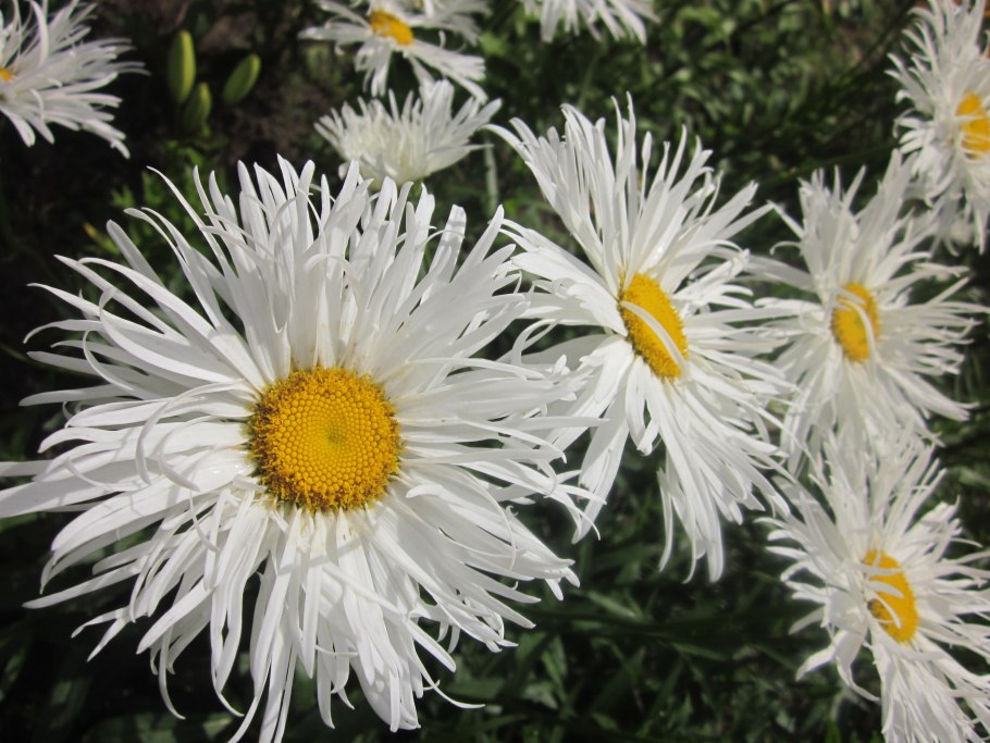 Ромашка нивяник