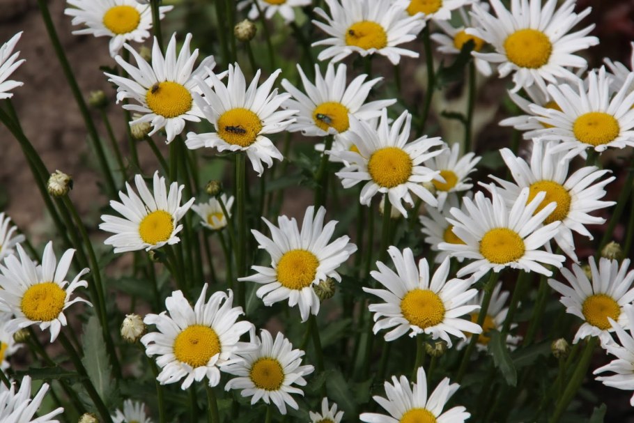 Нивяник амелия