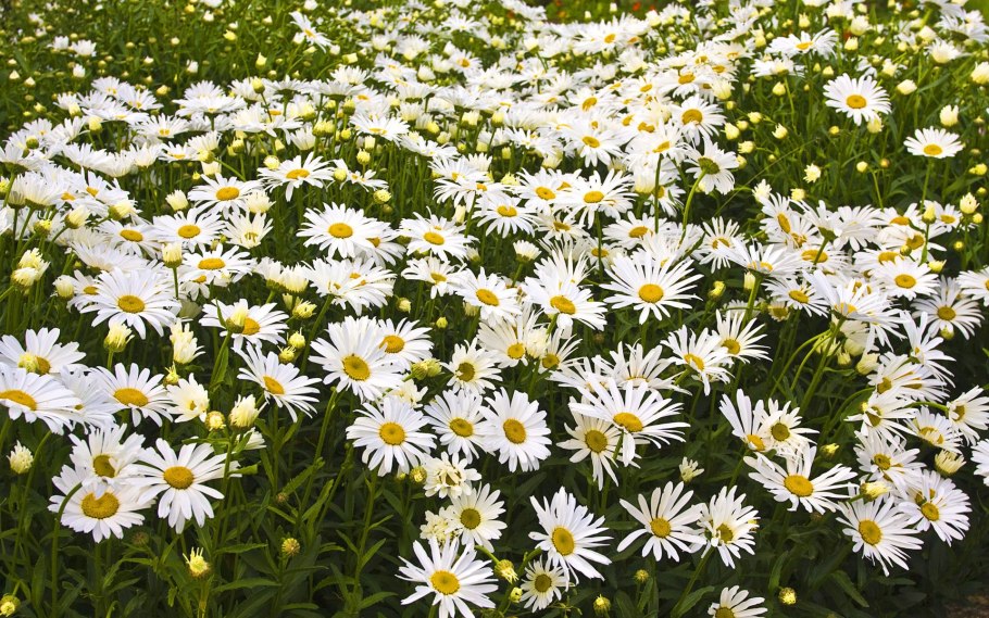 Нивяник луговой