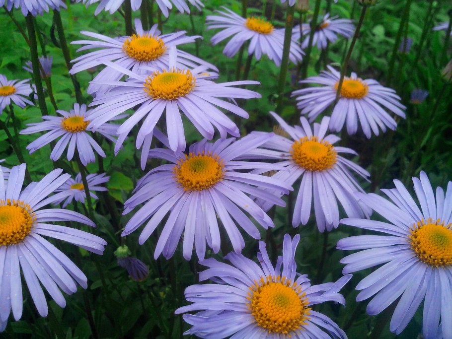 Ромашка поповник