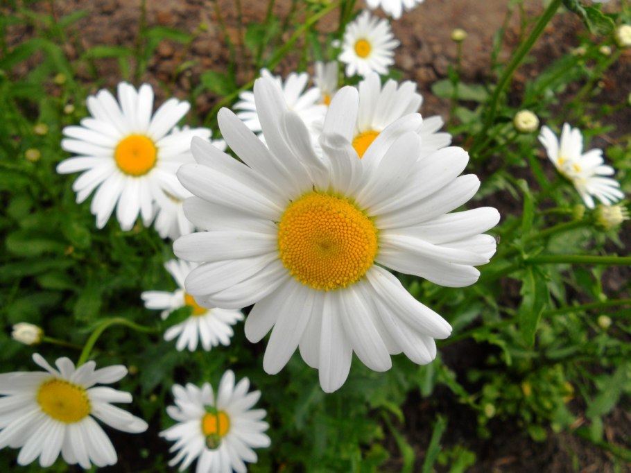 Нивяник пиретрум