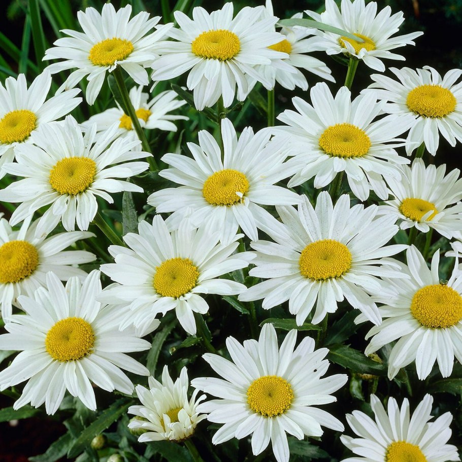 Нивяник Реал галакси