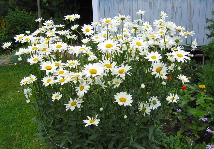 Нивяник Майфилд