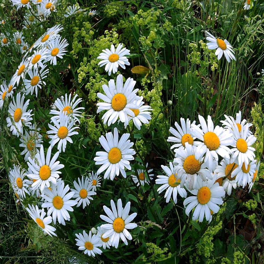 Ромашка Садовая нивяник