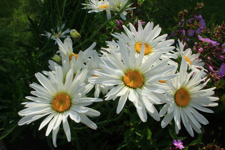 Нивяник гибридный Вайт Лион