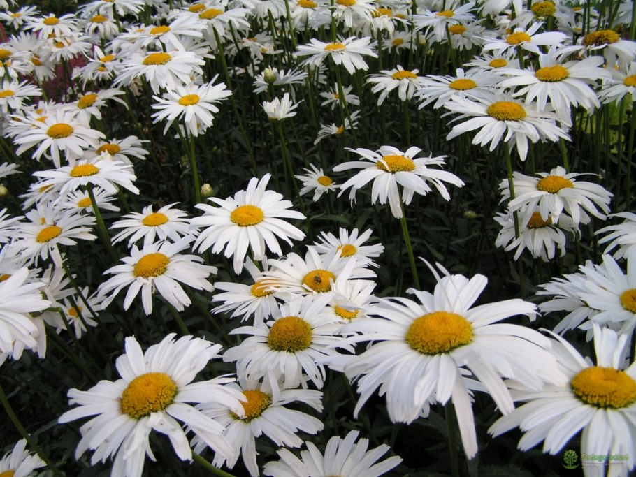 Голубые ромашки нивяник