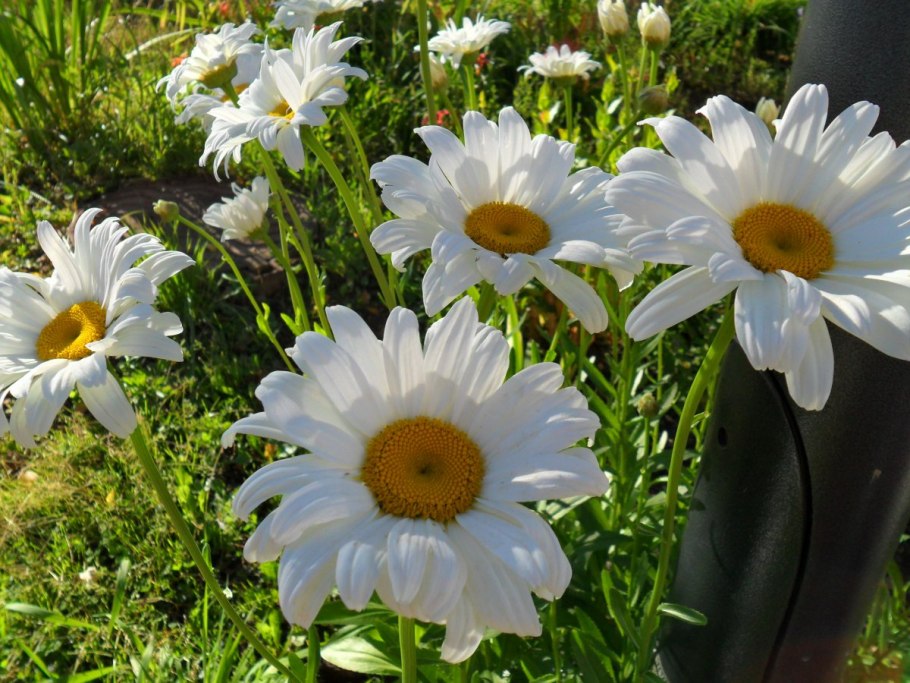 Нивяник Стефания Ромашка